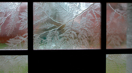 Frozen Cedar Boughs